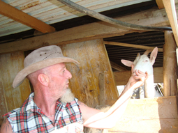 “L'uomo con la fissa delle capre”: a Orero alla scoperta di un caseificio particolare
