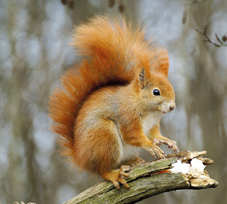 Il Naturalista Romantico (+VIDEO) - Lo scoiattolo, il folletto dei nostri boschi ora rischia l'estinzione