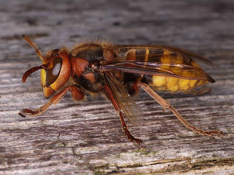 #NaturAmica - I calabroni preferiscono i foresti!