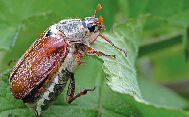 #NaturAmica - Il maggiolino, emblema della primavera