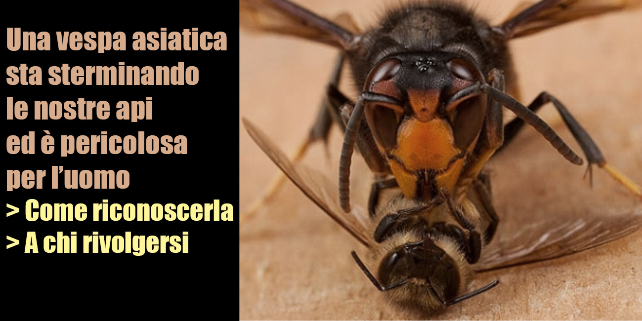In Liguria è emergenza vespa velutina: pericolose per l'uomo e uccidono le api