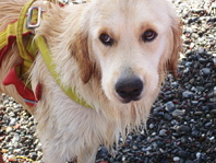 IN SPIAGGIA CON FIDO: un connubio possibile, basta volerlo. Ma nel Tigullio si contano sulle dita della mano le spiagge aperte agli amici a quattro zampe
