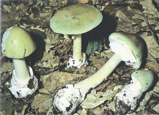 Tempo di funghi: imparare a riconoscerli
