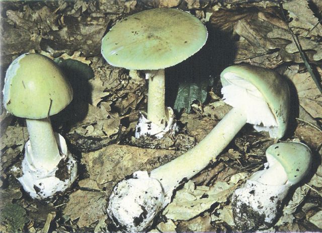 Tempo di funghi: imparare a riconoscerli
