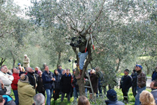 Il nuovo sogno? Ricominciare a coltivare olive: i corsi degli olivicoltori fanno boom di iscrizioni
