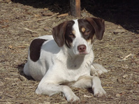 Quando scrivere un articolo tiI cambia la vita: io che non volevo un cane: storia di una ‘conversione'. Altri cuccioli aspettano, magari proprio te