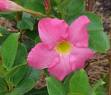 Dipladenia : un’ottima alternativa a geranei e sufinie