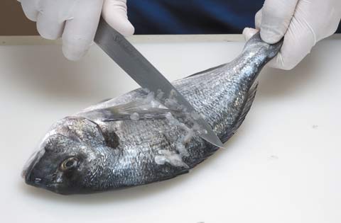 22 Settembre, Camogli: “Il Pesce ritrovato” Laboratorio gratuito di cucina

