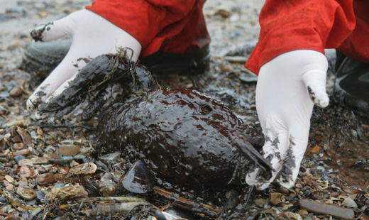 SUCCESSO DI GREENPEACE NELL'ARTICO: LA SHELL FERMA LE TRIVELLE
