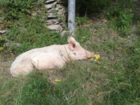 Appello a cacciatori e malintenzionati: “Lasciate stare Rosita, ormai è la mascotte di Avegno”. La curiosa vicenda della maialina “adottata” da un quartiere