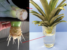 Facile dire ananas: isapevate che si può piantare in casa, che è ottimo come contorno e come digestivo,  che è una potente medicina naturale e che ci sono i maschi e le femmine?