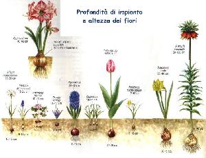 Autunno: tempo di messa a dimora di tulipani, fresie, narcisi, iris e bulbi a fioritura primaverile