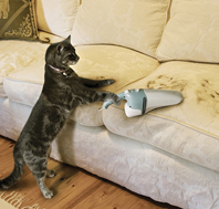 CORFOSIGLIO - Peli di cani e gatti via con i guanti per.. i piatti!
