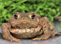 IL NATURALISTA ROMANTICO - Quanto è buffo il bufo bufo!