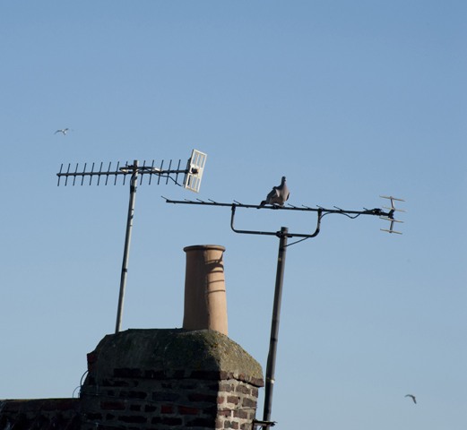 DIRITTO UTILE - Il vicino puòe mettere l'antenna sul mio terrazzo? Dopo quanto scatta l'usufrutto?