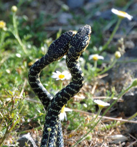 IL NATURALISTA ROMANTICO -  Il serpente mangia vipere!