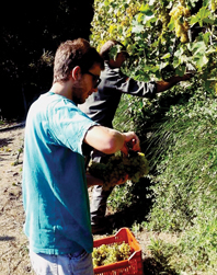 TRA ZAPPE E PC - Per noi che la vendemmia è una festa (ma ci chiediamo come questa fatica possa valere solo 2 Euro)