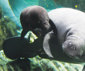 IL NATURALISTA ROMANTICO - All'Acquario di Genova è nato il primo lamantino “italiano”, conosciamo questo buffo animale