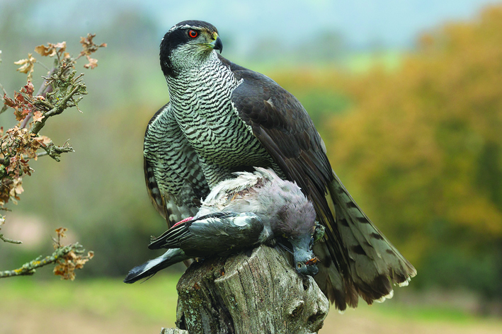 IL NATURALISTA ROMANTICO - Astore, l'acrobata “d'ardesia” dei nostri boschi