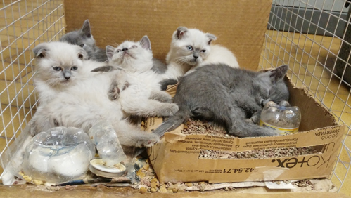 A Rapallo  fermato furgone pieno di gattini di razza destinati al contrabbando