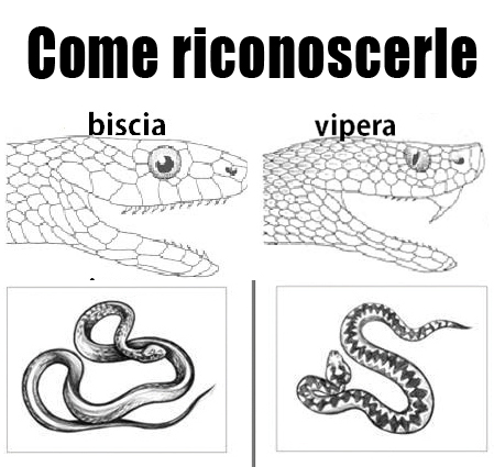 Tempo di andar per boschi: come riconoscere una biscia da una vipera e cosa fare in caso di morso