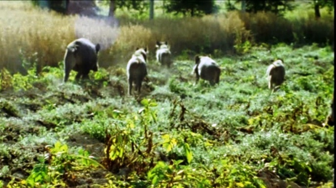 CACCIA: gli agricoltori potranno sparare ai cinghiali - Regione, Ass. Mai: “Importante passo avanti nella difesa delle coltivazioni”