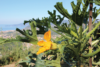 TRA ZAPPE E PC - Lo zucchino cieco e misteriose presenze sui muretti a secco