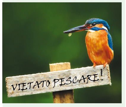 IL NATURALISTA ROMANTICO - Martin pescatore, lo zaffiro dei cieli