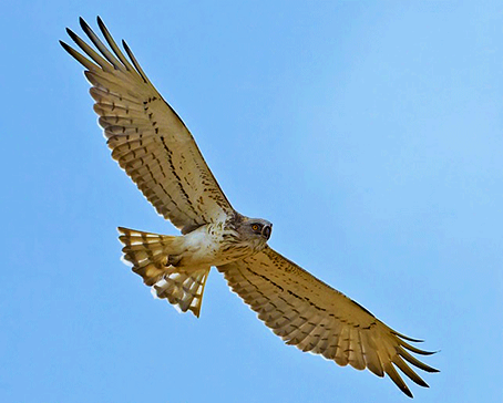 Arriva il biancone, l'aquila dei serpenti