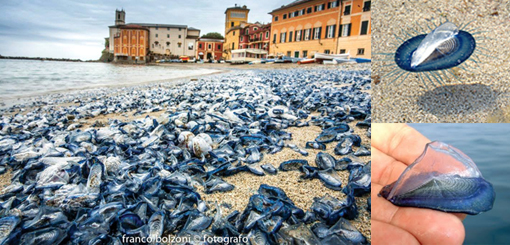 Meduse spiaggiate: la Baia del silenzio si tinge di blu