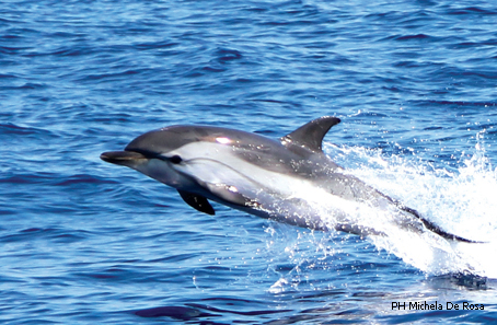 Vedere delfini e balene: un sogno che si avvera nel Mar Ligure, ecco dove incontrarli
