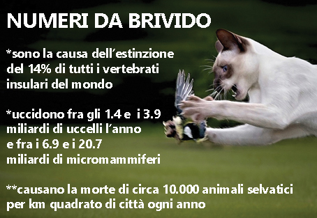 I gatti? Meglio tenerli in casa: ecco perché
