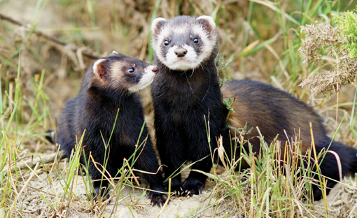 #NaturAmica - Ha la mascherina da ladra ma se la incontrate siete fortunati: è la puzzola!