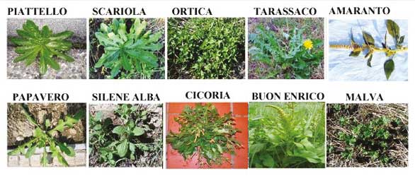 TEMPO DI ERBE SPONTANEE: ecco quali sono