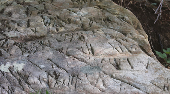 IMPORTANTE SCOPERTA IN VAL CICHERO - Un grande lastrone di roccia ricoperto di incisioni forse legate a un culto pagano