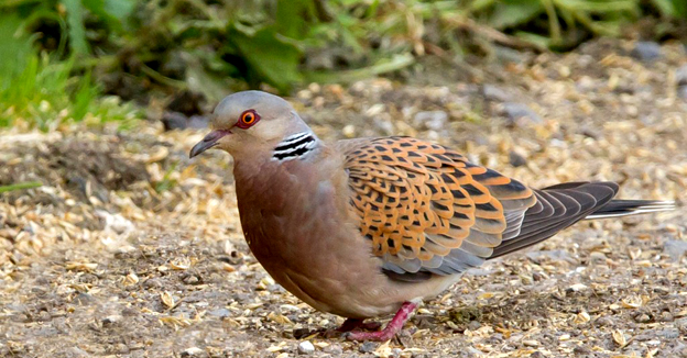 #NaturAmica - La “tipica” tortora italiana è... quella asiatica