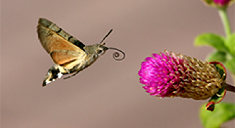 #NaturaAmica - Sfinge del galio, la falena che sembra un colibrì