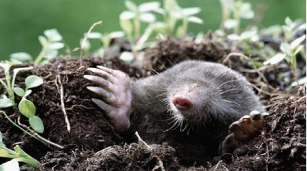 #NATURAMICA - La talpa: una ruspa portentosa anche se “va alla cieca”