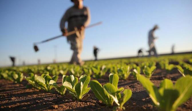 #DIRITTOUTILE - Come avviene l'usucapione di un terreno agricolo?