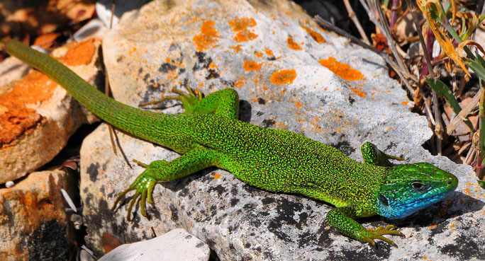 #NATURAMICA - Altro che ramarro marrone!