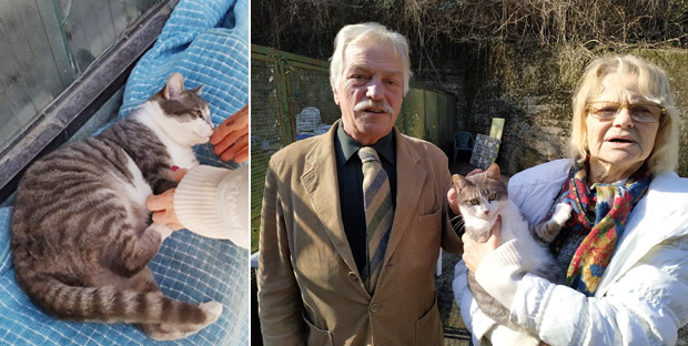 Amore a 4 zampe: al gattile presto le merende con i gatti e una mostra artistica

