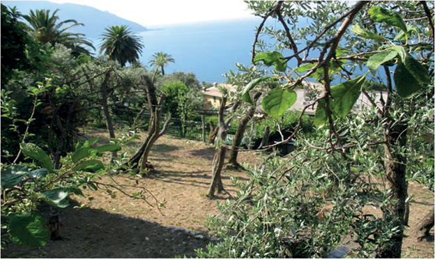 #memorial - L'infanzia tra fichi, corbezzoli, gazose e sanguenin
