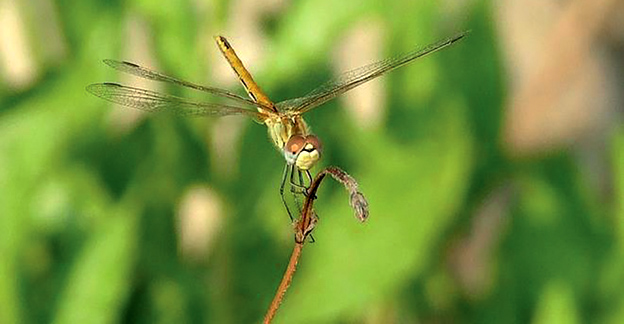 #NaturAmica - La libellula: un vero elicottero che vola anche all'indietro