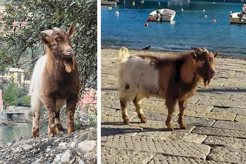 A Portofino tutti pazzi per Ringo
