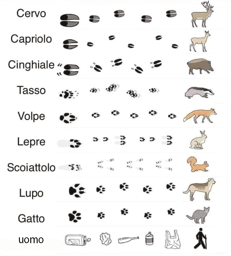 DI CHI E' QUESTA IMPRONTA? Impariamo a riconoscerle