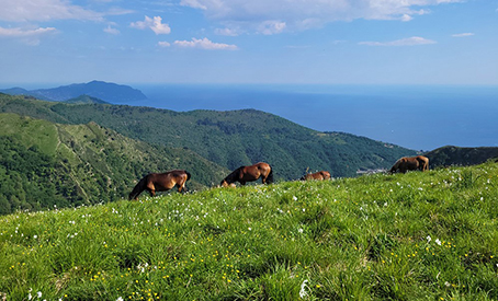 Il Monte Fasce è MAGIC: tra Genova e il Golfo Paradiso un tesoro di biodiversità e cultura da conoscere, percorrere, ammirare e tutelare
